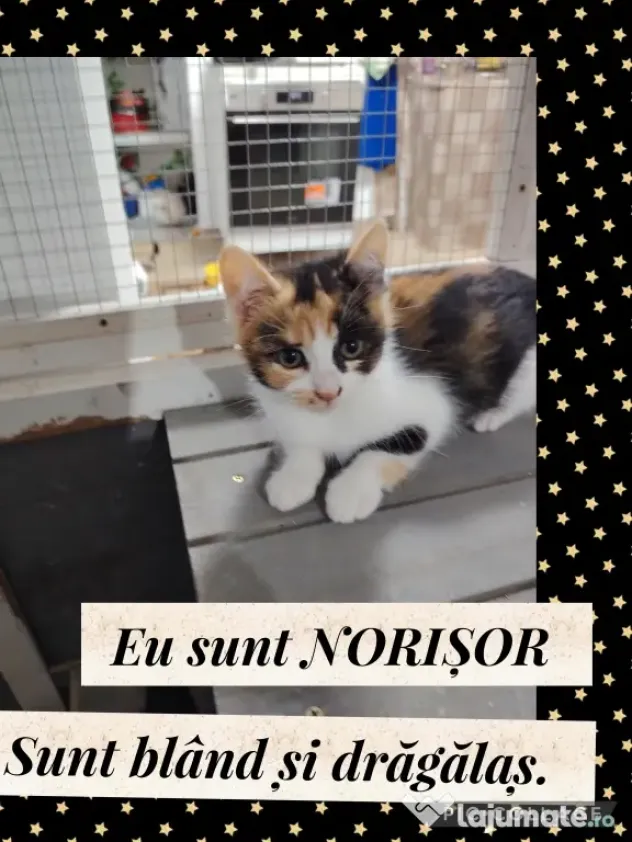 Dau spre adopție 3 pisicuti dragalasi