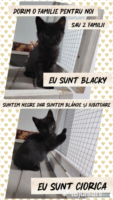 Dau spre adopție 3 pisicuti dragalasi
