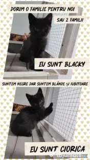 Dau spre adopție 3 pisicuti dragalasi