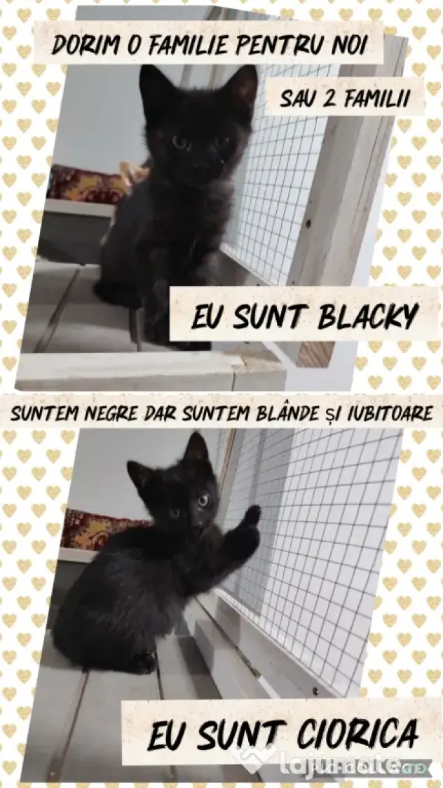 Dau spre adopție 3 pisicuti dragalasi
