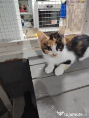 Dau spre adopție 3 pisicuti dragalasi