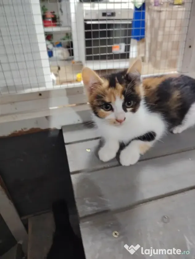 Dau spre adopție 3 pisicuti dragalasi