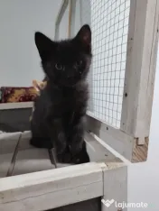 Dau spre adopție 3 pisicuti dragalasi