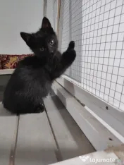 Dau spre adopție 3 pisicuti dragalasi