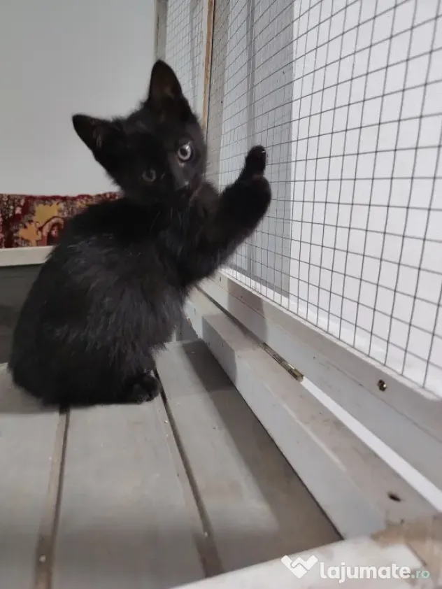 Dau spre adopție 3 pisicuti dragalasi