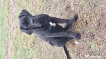 Cane Corso, mascul, 6 luni, cu pedigree!