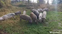 Porci mari și mai mici preturi avantajoase pentru Crăciun