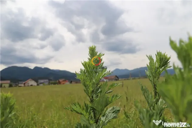 Teren intravilan13100 mp pentru dezvoltare imobiliara - Sacele (Brasov)