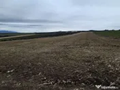 Teren extravilan 61000mp Daia Romana - Alba 
