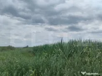 Teren extravilan, 3500mp, Radauti