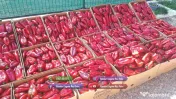 Rasad rosii Rasaduri Legume ardei castraveti vinete salata tomate 2026 