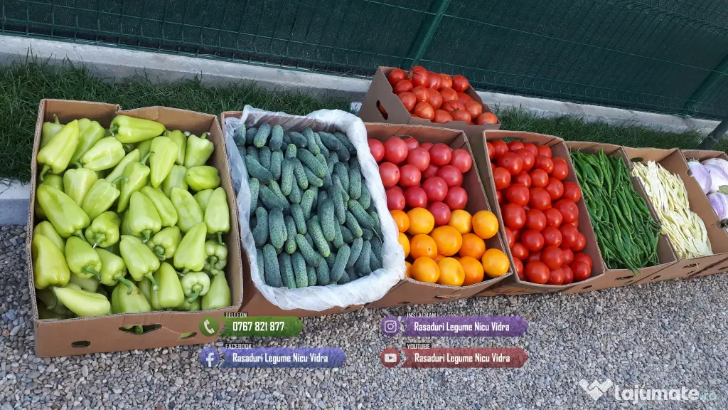 Rasad rosii Rasaduri Legume ardei castraveti vinete salata tomate 2026