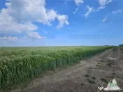 TEREN INTRAVILAN 50000 MP AGIGEA ZONA RO RO 