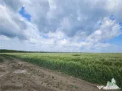 TEREN INTRAVILAN 50000 MP AGIGEA ZONA RO RO 