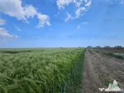 TEREN INTRAVILAN 50000 MP AGIGEA ZONA RO RO 