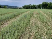 Teren extravilan de vânzare, 4900 mp, Boldești Scaieni 