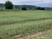 Teren extravilan de vânzare, 4900 mp, Boldești Scaieni 