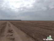 Oferim spre 6 loturi de teren extravilan (agricol) in Petra 