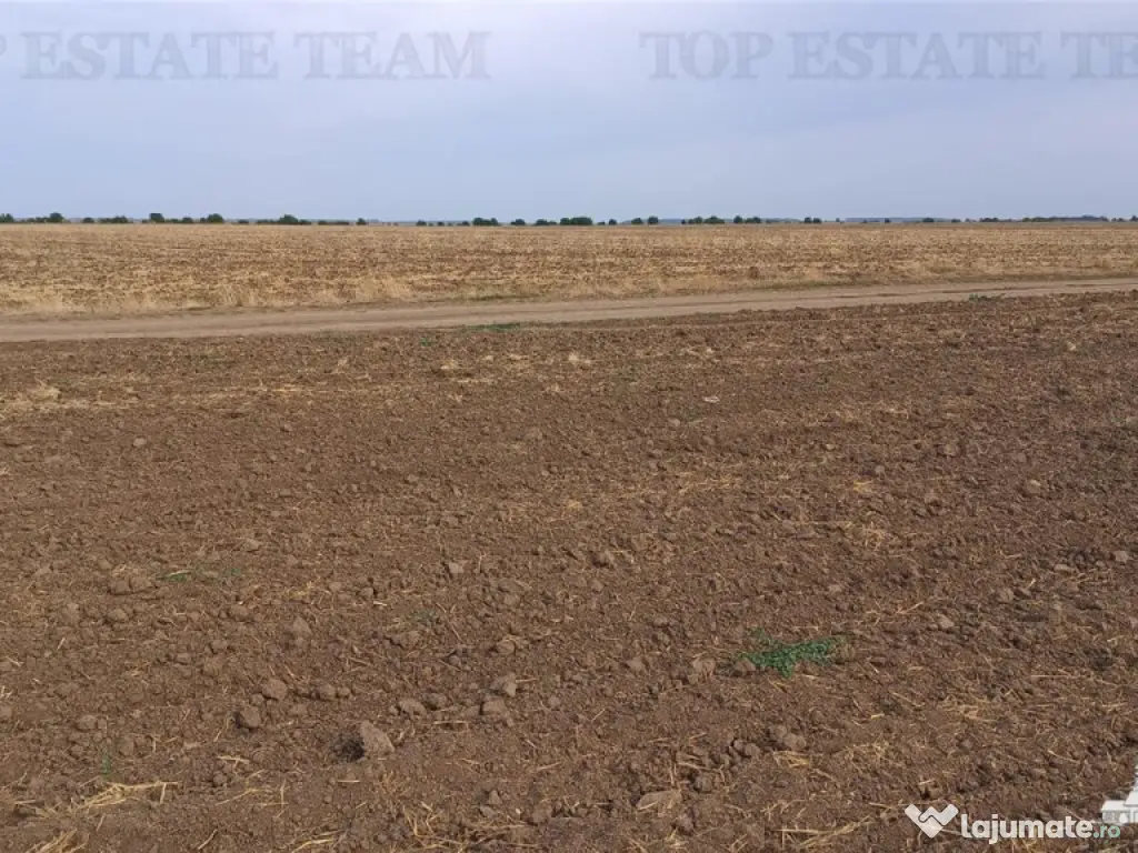 Oferim spre 6 loturi de teren extravilan (agricol) in Petra