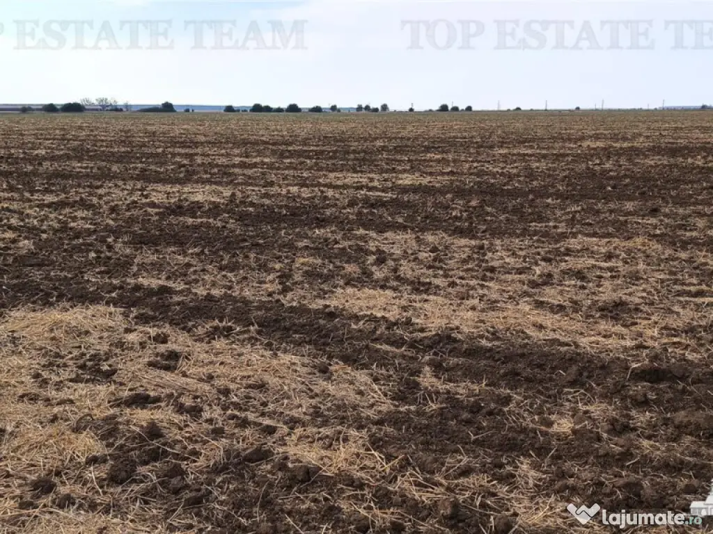 Oferim spre 6 loturi de teren extravilan (agricol) in Petra