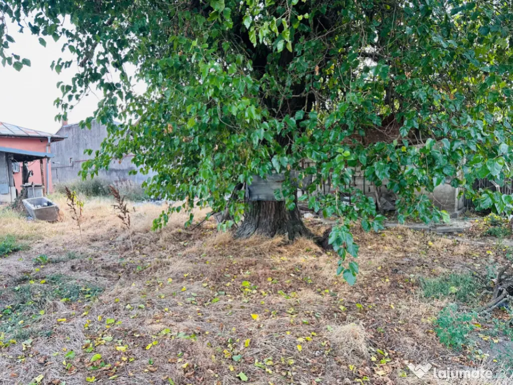 Super Teren intravilan 938 mp Chiajna- 15,5 mp/ 60 mp- ideal