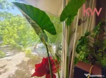 Apartament 3 Camere, Zona Linistita-Severinului