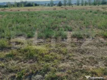 Teren intravilan 2895 mp, Gogosu Dolj