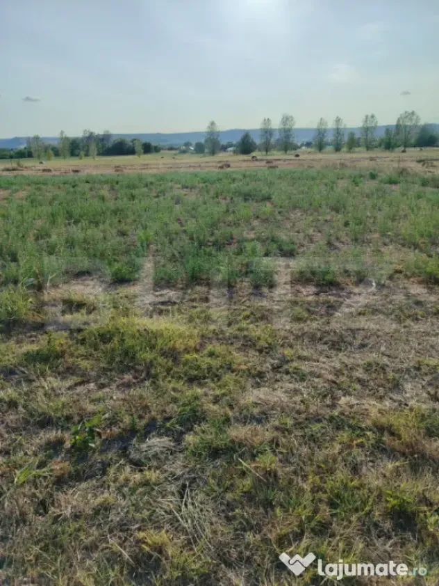 Teren intravilan 2895 mp, Gogosu Dolj