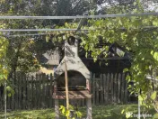 Casute Breaza, teren 1140 mp 