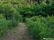 Sărata Băi- Oportunitate investiție- 4038 mp- priveliște 