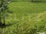 Teren intravilan de vânzare, 6500mp + o casă bătrâneasc?