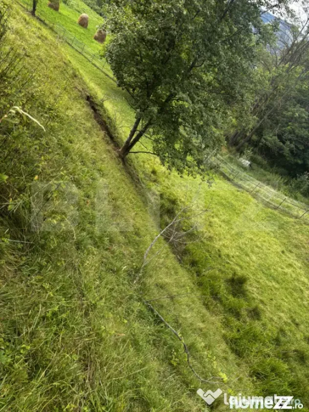 Teren intravilan de vânzare, 6500mp + o casă bătrâneasc? - Suceava (Suceava)