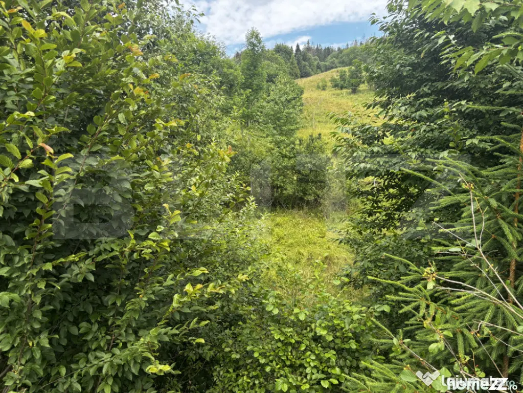 Teren intravilan de vânzare, 6500mp + o casă bătrâneasc? - Suceava (Suceava)