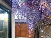 Casă / Vilă de vanzare in Otopeni, ansamblu rezidential... 