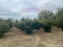 Teren 1300mp Campineanca / Intrare din Strada Hotarului