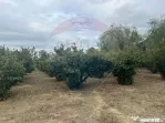 Teren intravilan 1300mp Campineanca / Intrare din Strada ...