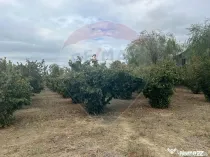 Teren intravilan 1300mp Campineanca / Intrare din Strada ...