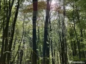 DE VANZARE Teren intr-un colț de Transilvanie autentică 
