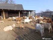 Vând 28 CAPRE fără coarne cu 20 iezi - bune de carne şi lapte 