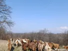 Vând 28 CAPRE fără coarne cu 20 iezi - bune de carne şi lapte