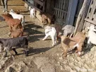 Vând 28 CAPRE fără coarne cu 20 iezi - bune de carne şi lapte
