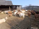 Vând 28 CAPRE fără coarne cu 20 iezi - bune de carne şi lapte