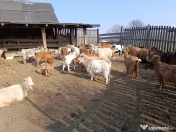 Vând 28 CAPRE fără coarne cu 20 iezi - bune de carne şi lapte 
