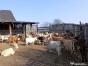Vând 28 CAPRE fără coarne cu 20 iezi - bune de carne şi lapte 