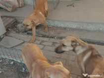 Donez catei metisi Malinois