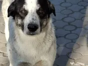 Donez catel talie medie 7 luni 