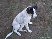 Donez catel talie medie 7 luni 