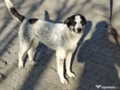 Donez catel talie medie 7 luni 