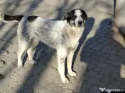 Donez catel talie medie 7 luni 