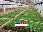 Rasaduri de rosii/tomate ardei vinete castraveti salata 2026 